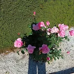 Kapsalia *
