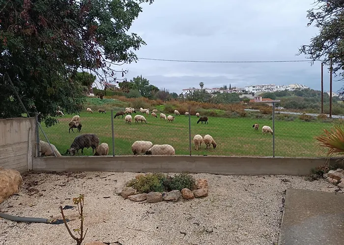 Kapsalia فيلة بيسوري